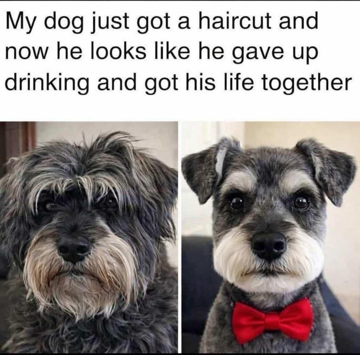 My dog just got a haircut and now he looks like he gave up drinking